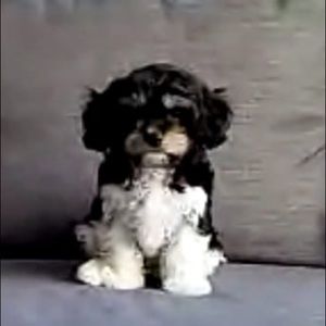 Meet your Posher, Damla